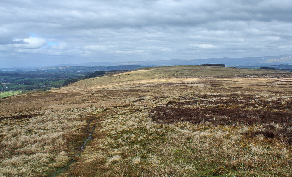 Whitestone Moor